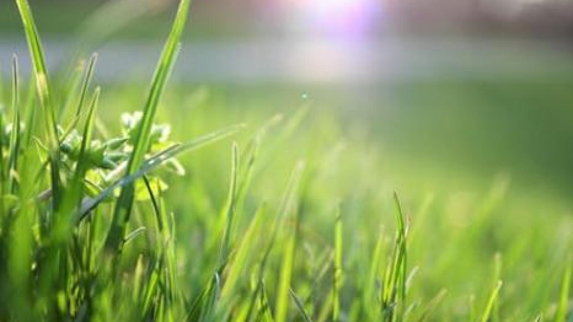 Blades of grass in the foreground as the sun is rising in the background.