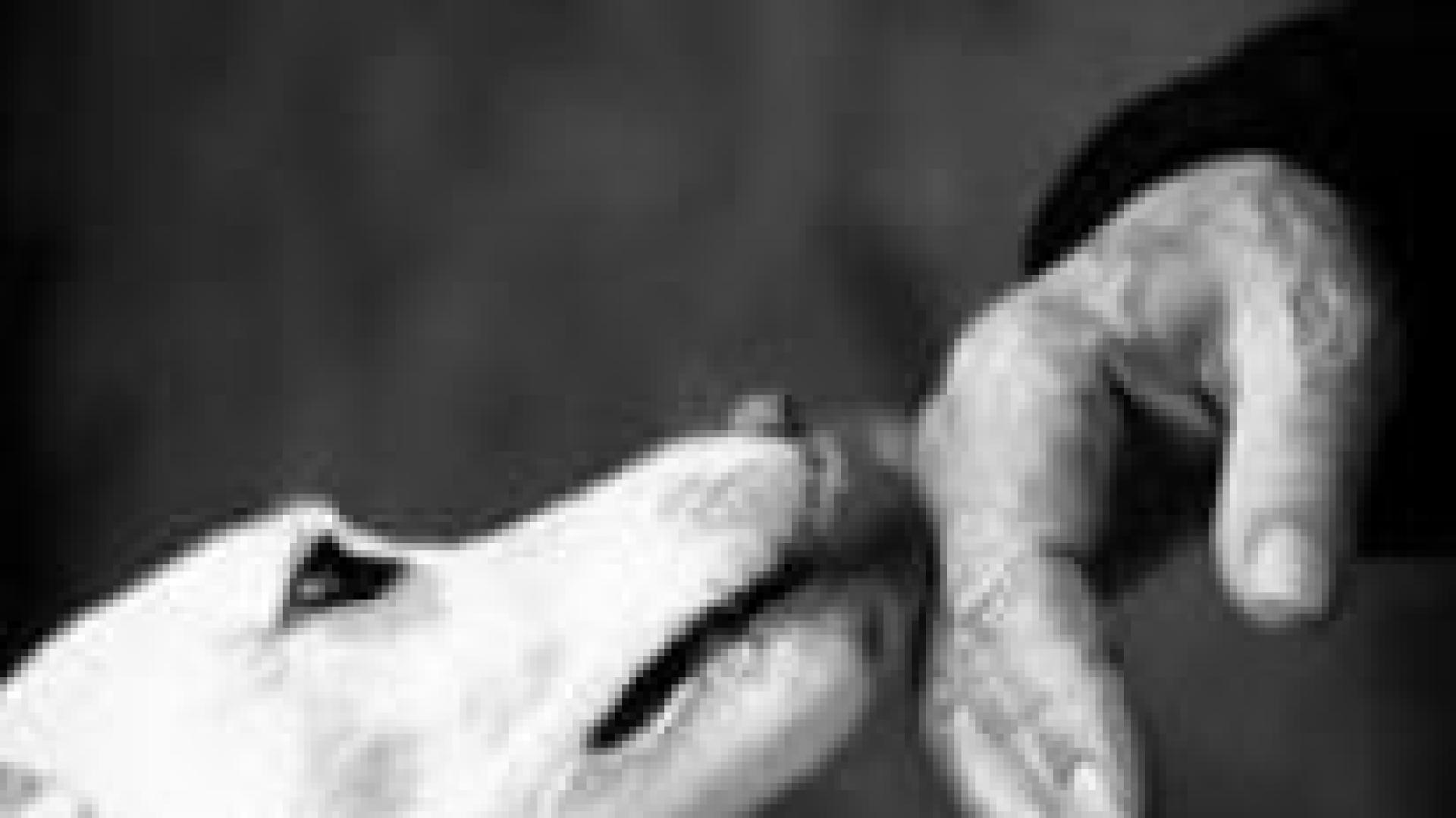 Dog licking hand of older person.