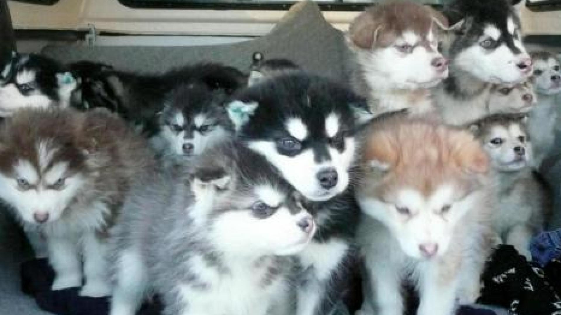 Siberian husky pups standing on a pick-up truck's bed. 